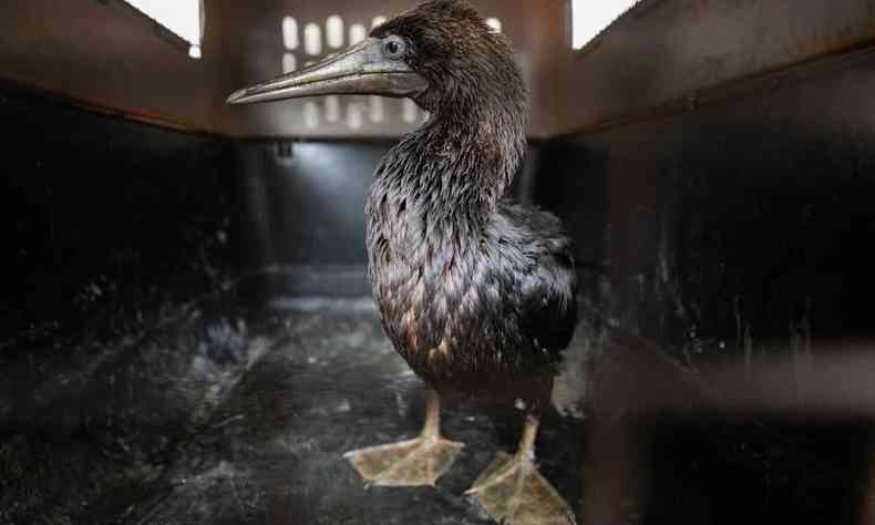 Esta foto divulgada pelo Zoológico Parque de las Leyenzas mostra um cormorão contaminado por óleo antes de receber tratamento médico em Lima, em 20 de janeiro de 2022