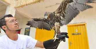 Alm da guia, Joo Paulo cria dois gavies-asa-de-telha e um falco, em Contagem(foto: Marcos Michelin/EM/D.A Press)