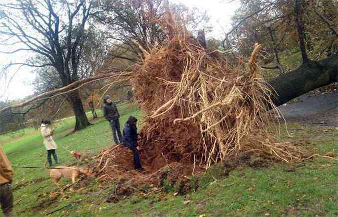 Moradores observam rvore arrancada no Prospect Park, no bairro do Brooklyn, em Nova York(foto: AFP PHOTO / ANDREW ROBERTSON )