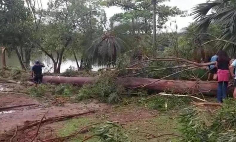 Após a morte, o prefeito Dário Saadi (Republicanos) determinou o fechamento imediato de todos os parques e praças da cidade por tempo indeterminado(foto: Reprodução/Redes sociais) Árvore caída, lagoa ao fundo.