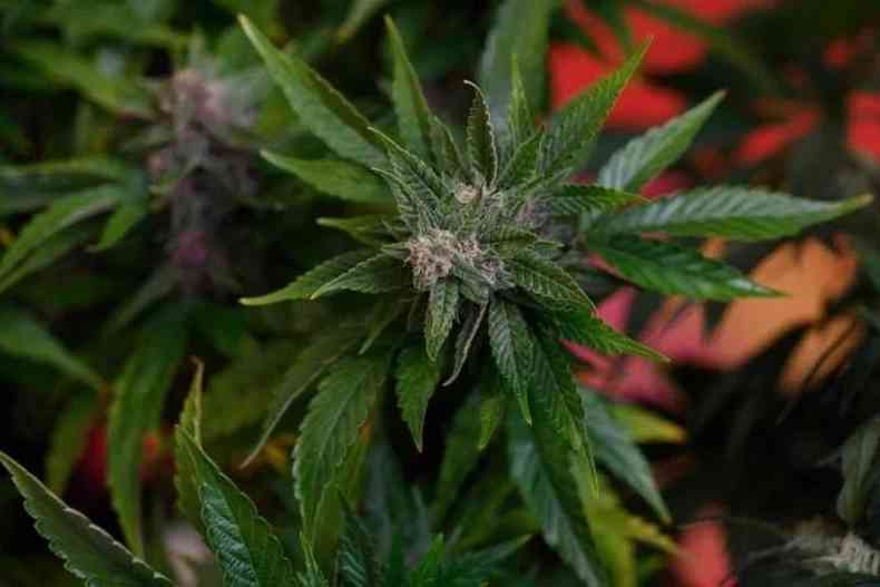 Planta de cannabis