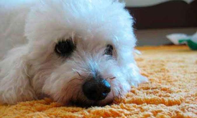O poodle Toby, de 14 anos, ganhou almofada para diminuir as dores da artrose(foto: Mariana Cavalcanti / Arquivo pessoal)