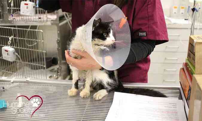 O animal recebeu tratamento em uma clnica de Tampa e j est se recuperando(foto: Humane Society of Tampa Bay)