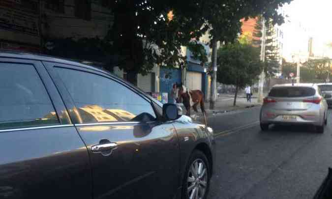 Animal andou tranquilamente pela avenida do Bairro Gutierrez(foto: Edsio Ferreira/EM/D.A PRESS)