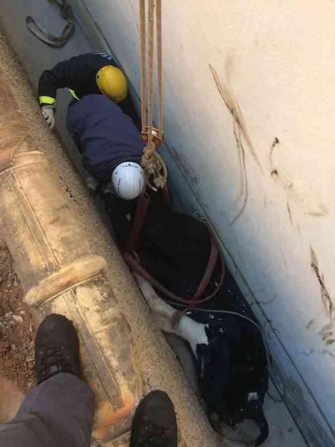 Bombeiros resgatam vaca presa em corredorCorpo de Bombeiros/Divulgao