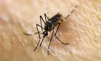 O Aedes aegypti, transmissor da dengue: previso  de mais chuva no fim do ano em comparao com 2015, o que pode favorecer proliferao do mosquito(foto: Luis Robayo - 25/1/2016)