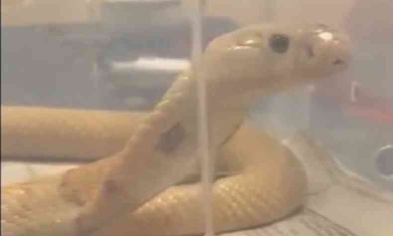 Cobra naja, que picou Pedro Henrique Lehmkuhl, foi encontrada na noite desta quarta-feira(foto: Reproduo/Youtube)
