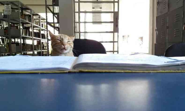 Imagem do gato na biblioteca