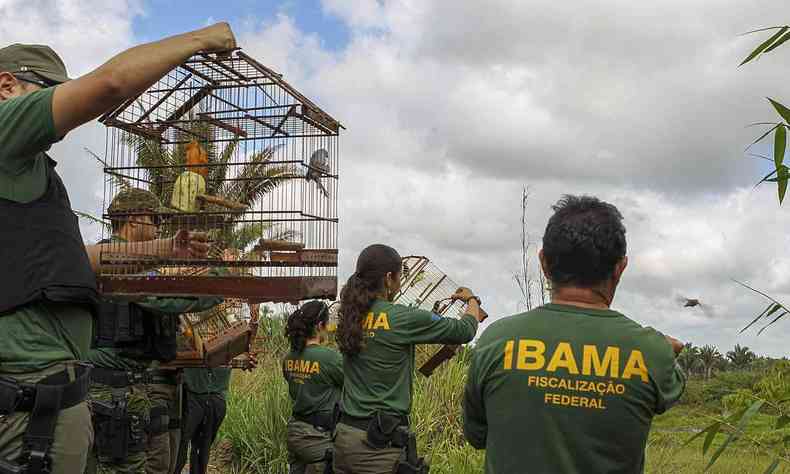 Fiscais do Ibama soltam pssaros em habitat prprio