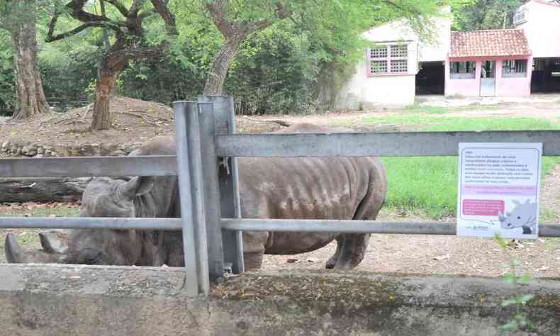 rinoceronte bem magrinha, com as costelas aparecendo 