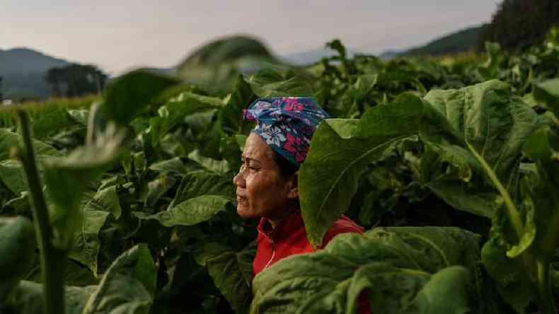 Uma trabalhadora migrante tailandesa cercada por folhas de tabaco em uma fazenda sul-coreana