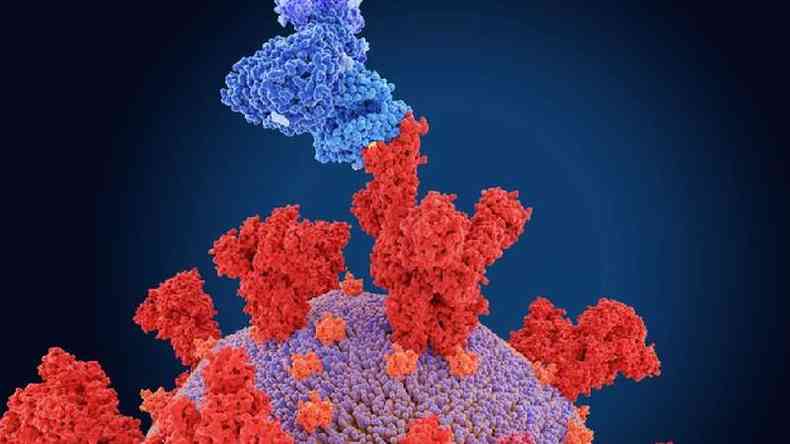 As variantes do coronavrus mais preocupantes trazem mutaes na protena da espcula (a estrutura vermelha da ilustrao), que se liga aos receptores das nossas clulas (azul) e do incio  infeco(foto: Getty Images)