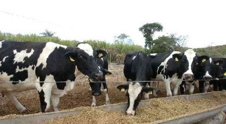 O gado roubado, da raa Girolando, foi encontrado em Contagem(foto: Beto Novaes/EM/D.A Press - 19/7/07)