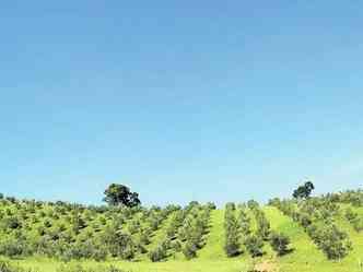 Cenrio mediterrneo: em municpios do Sul de Minas e So Paulo j h 700 mil ps de oliveiras. E mais 100 mil esto sendo plantados(foto: Miguel Maciel/Divulgao)