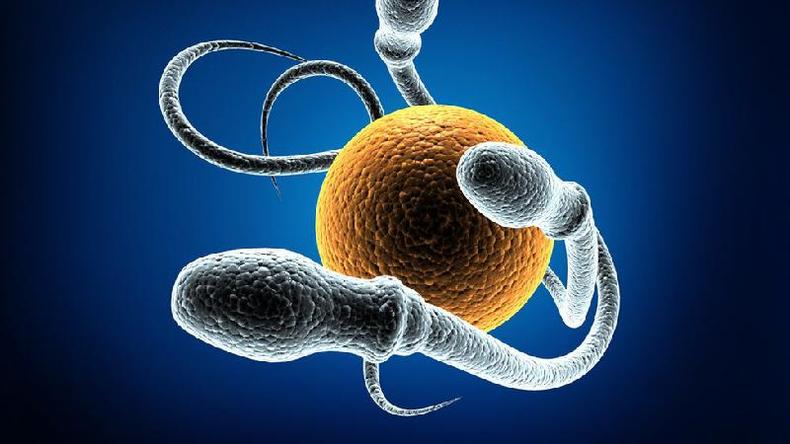 Espermatozoides e vulo
