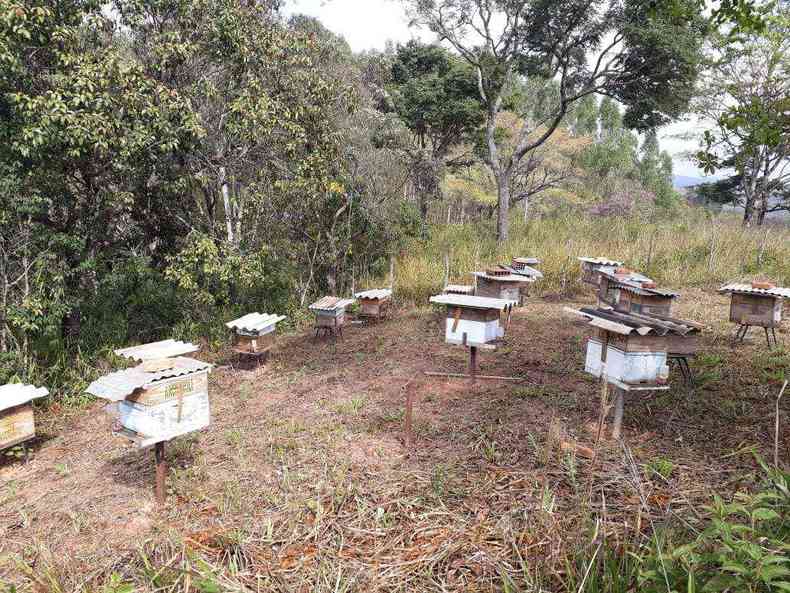 A apicultura  uma das atividades que j existiam em Nova Lima, mas passou a se estabelecer depois da capacitao oferecida pela Emater(foto: Arquivo pessoal)