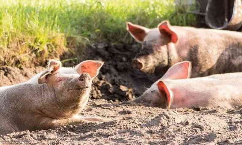 Doena no afeta humanos, mas  fetal em animais sunos 