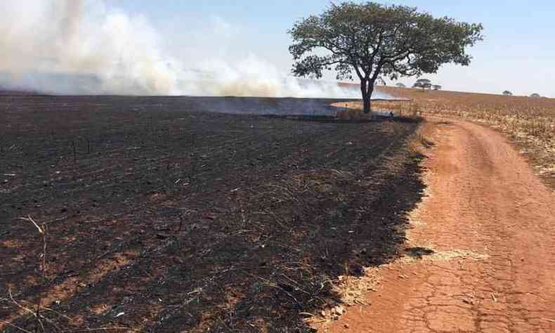 Incndio queimou 115 hectares em Araguari no Tringulo Mineiro(foto: CBMMG/Divulgao)