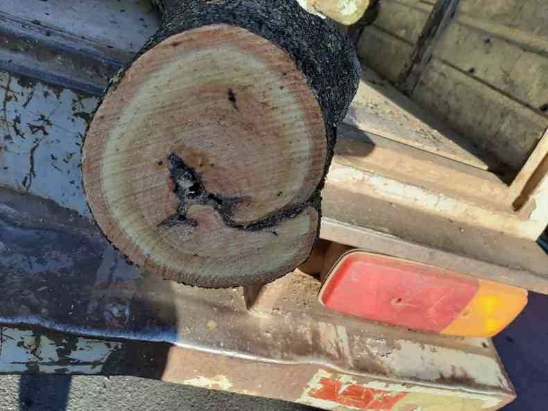 Fotos de amostras da rvore com brocas foram anexadas no laudo da Prefeitura. (foto: Prefeitura de Caet/Divulgao)