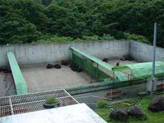 Ursos ficavam em uma das vrias jaulas do zoolgico de Hachimanta(foto: Reproduo Internet / www.akitafan.com)