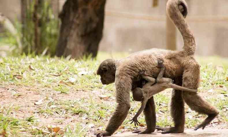 Macaco-barrigudo com filhote(foto: Herlandes Tinoco/Divulgao/PBH)