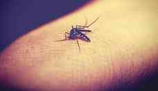 Anvisa aprova vacina contra todos os sorotipos da dengue 