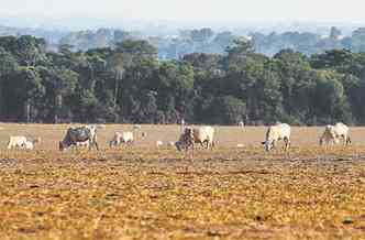 Criao de gado na fronteira com a Amaznia: a pecuria, ao lado do desmatamento, a maior fonte de gases do efeito estufa no Brasil(foto: PAULO WHITAKER/REUTERS - 23/9/11)