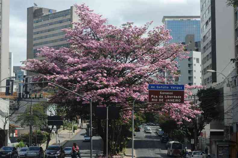 Antes mesmo da primavera, ips floridos dominam a paisagem de Belo Horizonte, com incidncia de quatro das 20 espcies da rvore (foto: Leandro Couri/EM/DA Press)