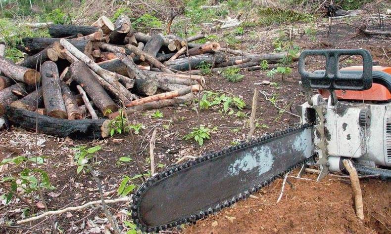 Uma moto serra em frente a uma pilha de troncos cortados no cho