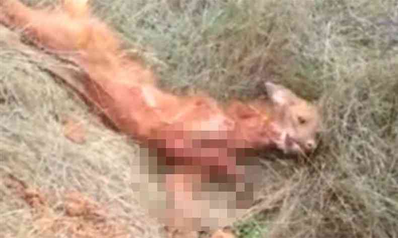 Lobo com queimaduras foi encontrado em So Joo del-Rei(foto: Reproduo da internet/WhatsApp)