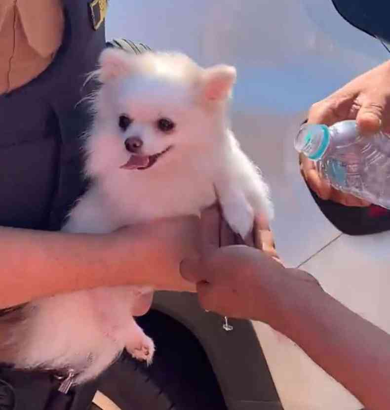 Cachorrinho foi resgatado por policiais militares em Toledo, no Paran