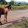 Cavalo cai em fossa durante a madrugada e resgate dura mais de 4 horas
