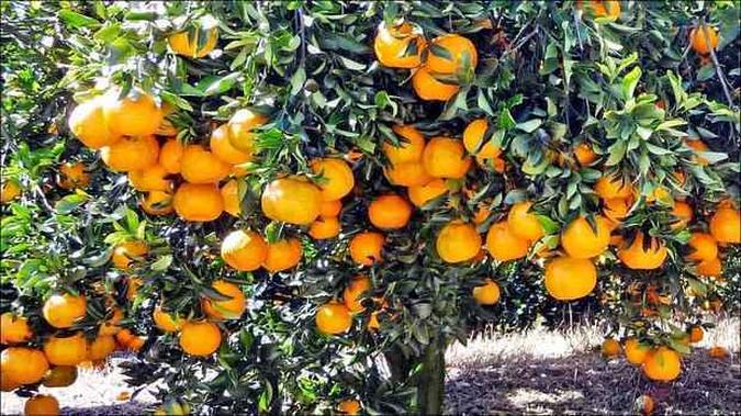 Plantação em Campanha, no Sul de Minas: ponkan é a espécie mais cultivada na região, enquanto a rio é plantada no Norte(foto: Rafael Arcuri/Divulgação) Plantação em Campanha, no Sul de Minas: ponkan é a espécie mais cultivada na região, enquanto a rio é plantada no Norte(foto: Rafael Arcuri/Divulgação)