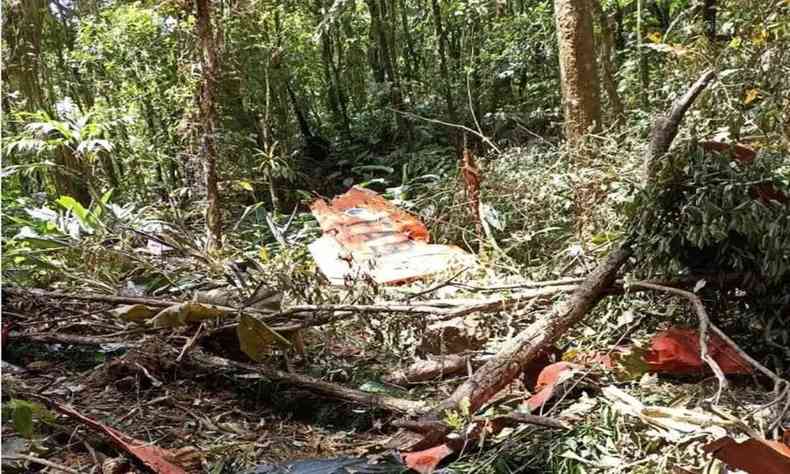 Mata em Canelinha, SC