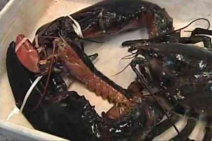 Lagosta gigante foi pega por um pescador de Lagosta e levada ao Aqurio Estadual do Maine, nos EUA(foto: Reproduo Youtube/TV wmtwtv)