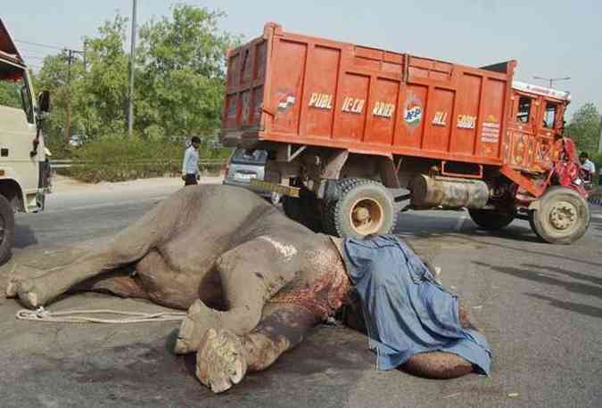 Elefante morto tendo ao fundo o caminho que causou o acidente (foto: STRDEL / AFP)