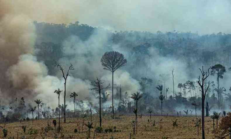 Investigaes mostram que o grupo j derrubou e tocou fogo em mais de 5 mil quilmetros de mata(foto: Victor Moriyama/AFP)