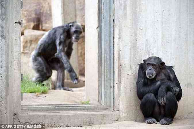 Os chimpanzs, alguns dias antes da fuga(foto: Daily Mail/Reproduo)