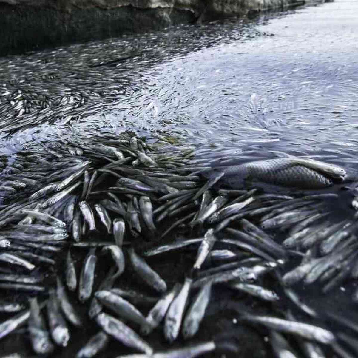 Lagoa amanhece tomada por peixes mortos em Linhares. É a Semana da Água