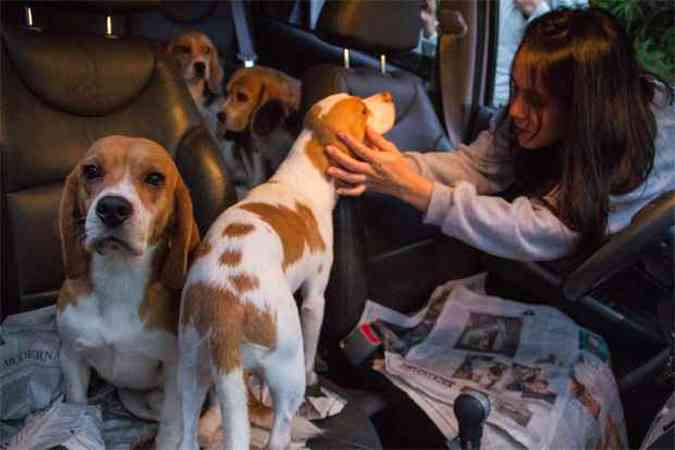 Ativistas resgatam animais que serviam de cobaias para testes em laboratrio(foto: Jardiel Carvalho/Frame/ Agencia O Globo)