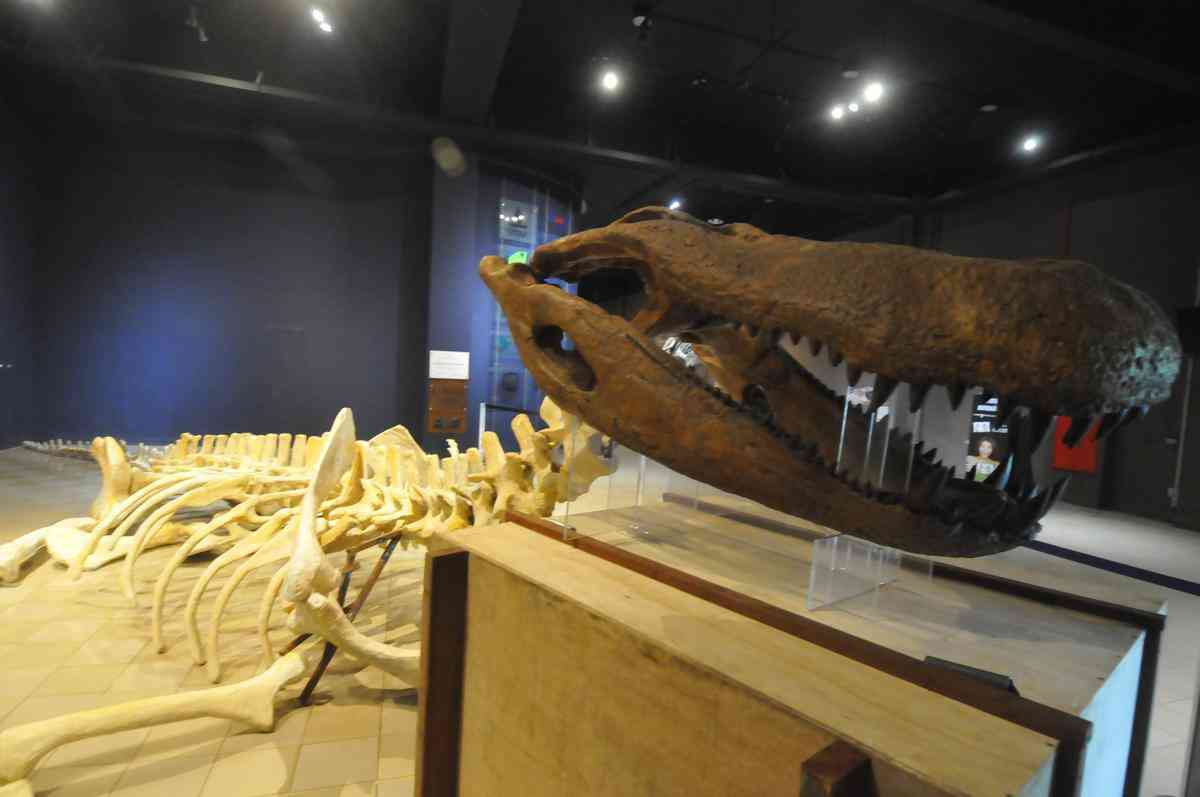 Museu no Acre abriga réplica do Purussaurus e até caixa que só será aberta  em 2120 - Portal Amazônia