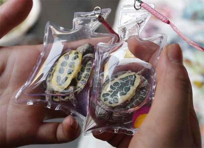 Compradores acreditam que animais lacrados trazem algum tipo de sorte(foto: REUTERS/Kim Kyung-Hoon) Compradores acreditam que animais lacrados trazem algum tipo de sorte(foto: REUTERS/Kim Kyung-Hoon)