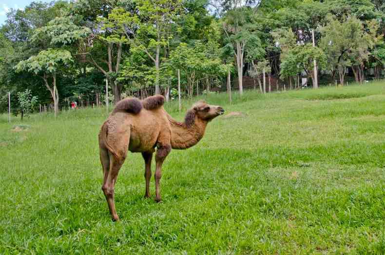 Camelo fmea do Zoo de BH 