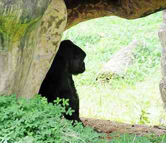 Companheira de Kifta, Imbi ficou sozinha no espao reservado aos gorilas neste sbado(foto: Marcos Vieira/EM/D.A.Press)