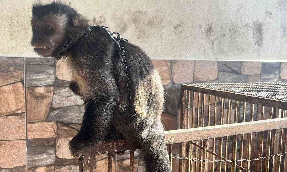 Vídeo: macaco-prego pede ajuda a turistas após ser agarrado por