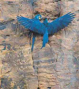 Arara-azul-de-lear fotografada nos paredes da Estao Ecolgica Raso da Catarina, em Jeremoabo (BA)(foto: LEONARDO MILANO/DIVULGAO)