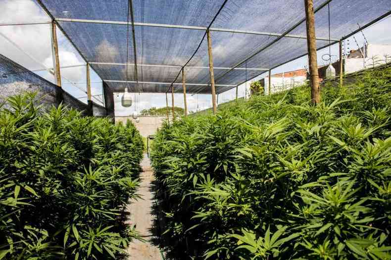 Apenas ABRACE e APEPI tm autorizao para cultivo de cannabis para uso medicinal no Brasil(foto: Csar Matos/ABRACE)