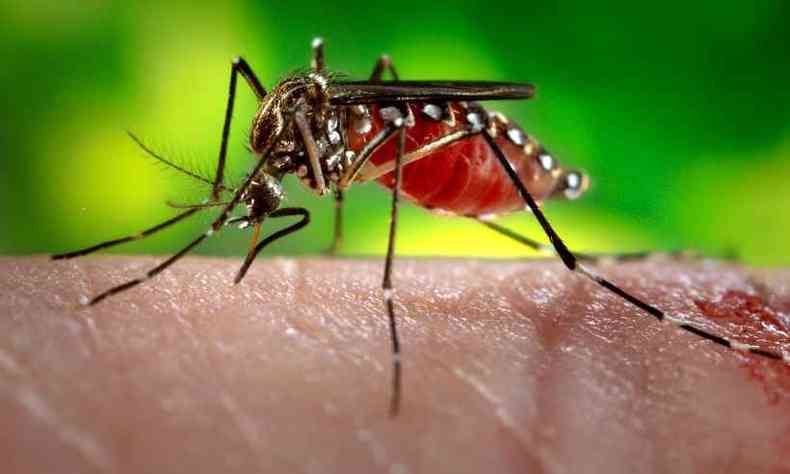 Vrus da Zika  transmitido pela picada de mosquito