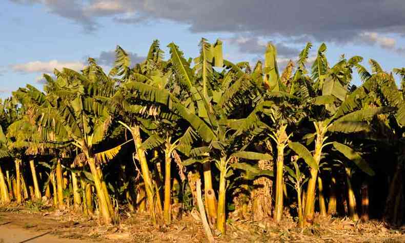 A fruticultura teve papel destacado em Minas no ano passado, gerando valor bruto da produo de R$ 2,1 bilhes, com destaque para a produo de banana(foto: Maria tereza Correia/em/d.a press)