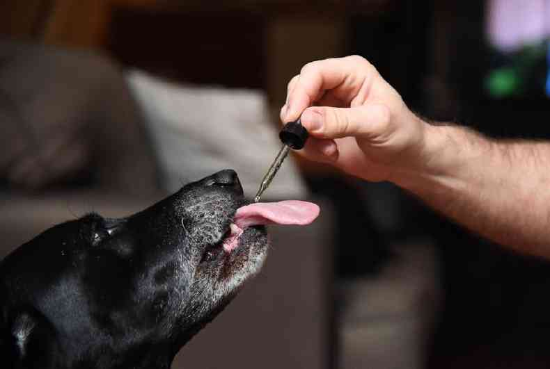 cachorro toma gotas de uma substncia medicinal a base de cannabis para tratar dores no quadril e ansiedade, em 8 de junho de 2017, em Los Angeles